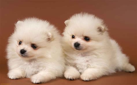 Free Cute Puppy Wallpapers - Wallpaper Cave