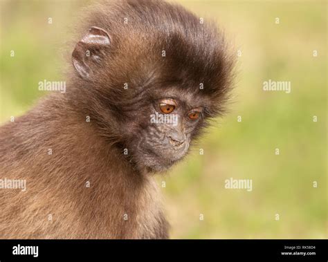 Gelada monkey hi-res stock photography and images - Alamy