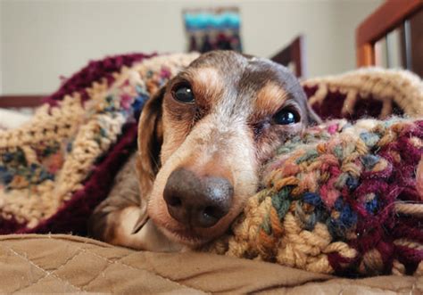 21 Frequent Dachshund Well being Points – YouDidWhatWithYourWiener.com ...