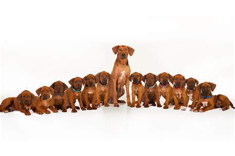 Welcome to Ojore Rhodesian Ridgeback Puppies