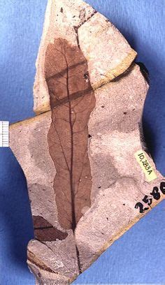 Steven R Manchester's research. Bract of Tilia pedunculata from Miocene deposits. Figure 15 in ...