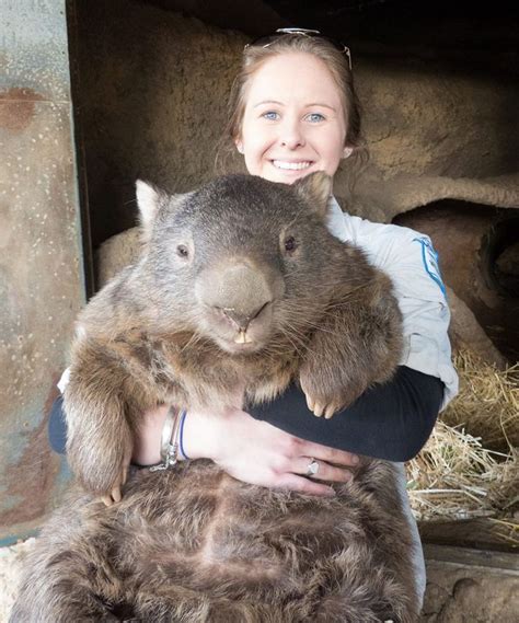 Say Hello To Patrick, The World’s Oldest Wombat | The wombats, Ausgestopftes tier, Wombat