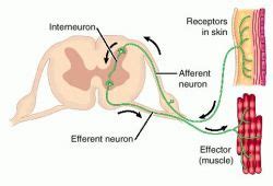 Cough Reflex Arc