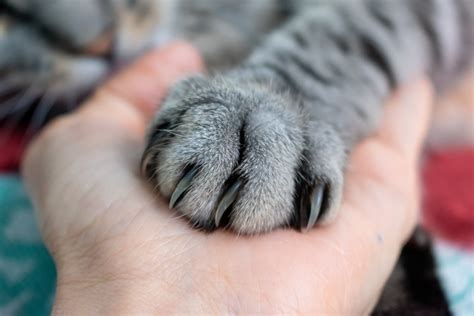 How to Properly Trim Your Cat's Claws | Healthy Paws Pet Insurance