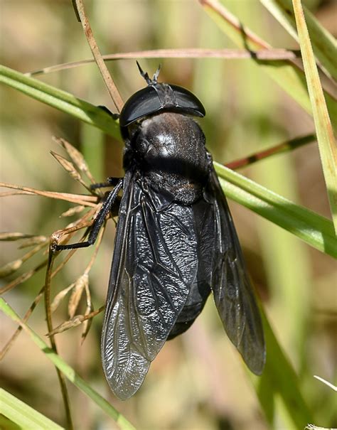 Maryland Biodiversity Project - Black Horse Fly (Tabanus atratus)