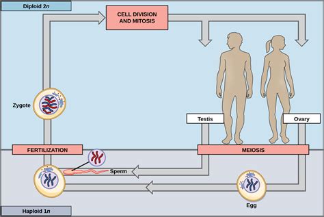 Sexual Reproduction · Biology