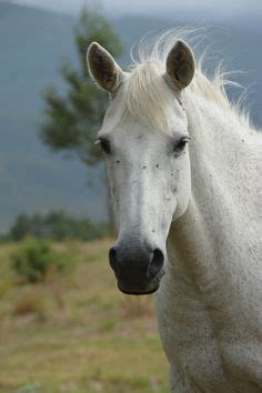 bronco horse