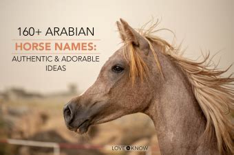 160+ Arabian Horse Names: Authentic & Adorable Ideas | LoveToKnow Pets