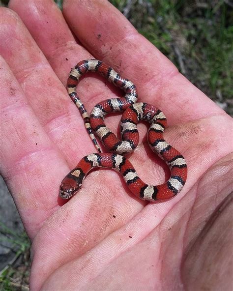 13 Beautiful and Colorful Small Snake Pets | Small snakes, Snake, Milk snake