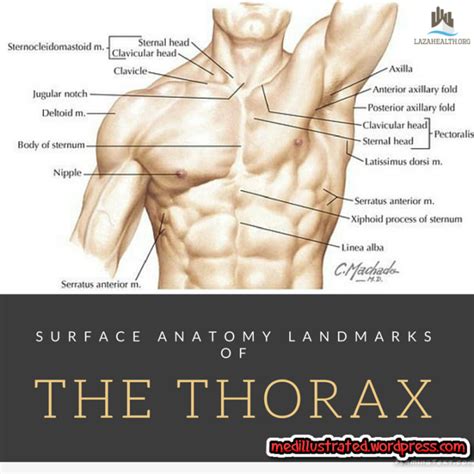 Surface Anatomy Landmarks of the Thorax | Anatomy, Muscle anatomy ...