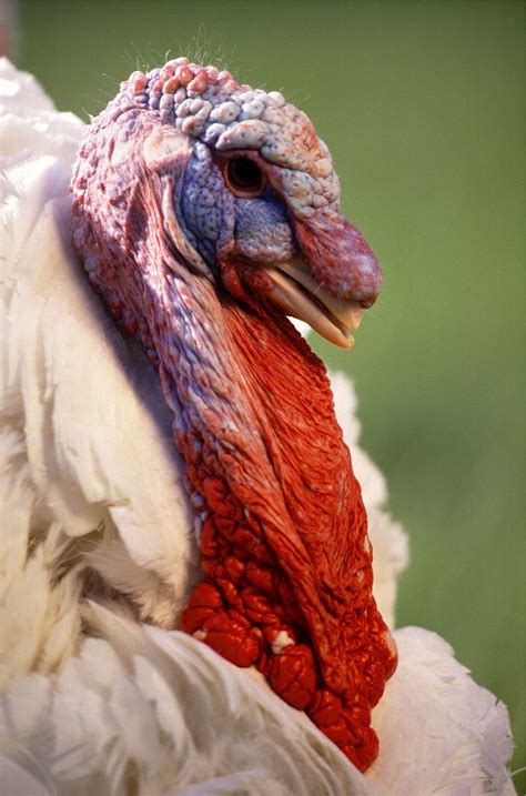 Free Images : bird, farm, animal, male, food, red, beak, agriculture, healthy, meat, feather ...