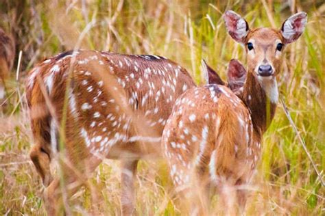 Bardiya National Park Tour : (3N/4D) - Option 2