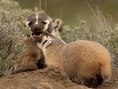 American Badger with baby - FM Forums