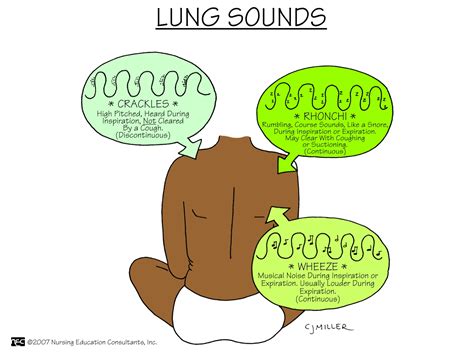 Different lung sounds - northernklim