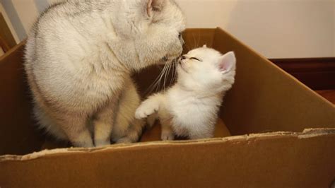 Kittens and mother cat playing in a box