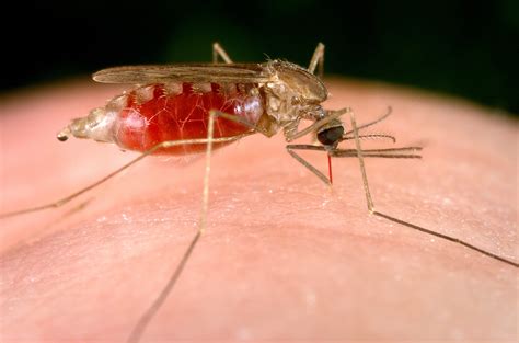 Free picture: female, anopheles, freeborni, taking, blood, meal, human, host, pumping, ingested ...