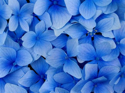 Beautiful Blue Flower wallpaper | 1024x768 | #22518