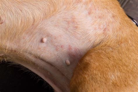 How to Identify and Treat Bug Bites on Dogs (With FAQs)