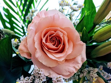 Dusty Rose Flowers Pink - Free photo on Pixabay - Pixabay