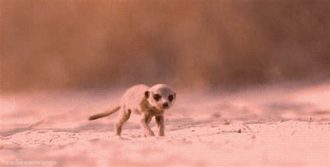 Meerkat running animals GIF - Find on GIFER