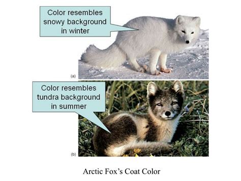 PPT - Plants and Animals as Conservative Climatologists: Photoperiodism ...