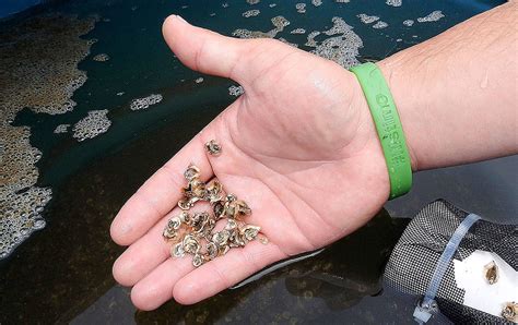 The Sister Point Oysters From Willapa Bay Washington Are The Best ...