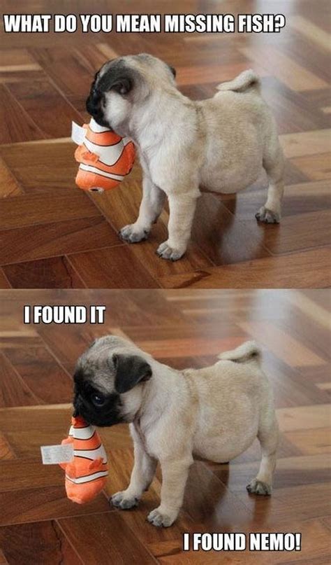 101 Lovable Pug Memes That Are Too Puggin' Cute