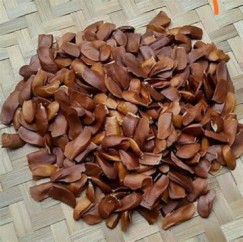 Brown Natural Mahogany Tree Seeds With Dark Rich Color For Plantation at Best Price in Sagar ...