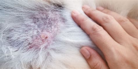 Folliculitis in dogs - Causes. Symptoms. Treatment - Biotur