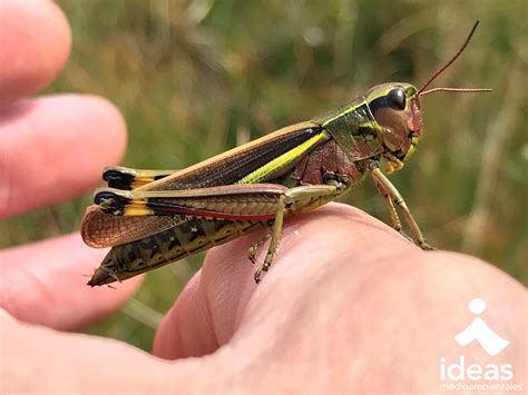 La Importancia de los Ortópteros en los Ecosistemas