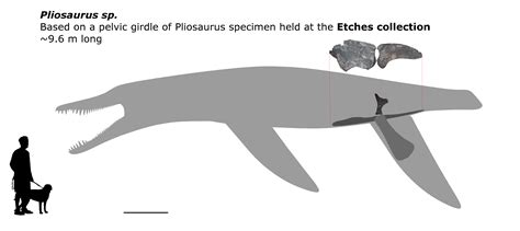 Pliosaurus sp. size chart by AlternatePrehistory on DeviantArt