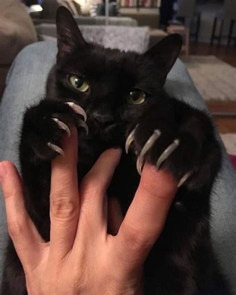 25+ Of The Most Scarily Cute Cats Showing Off Their Claws | Catlov