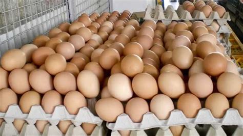 Important factors in egg production | The Sunday News