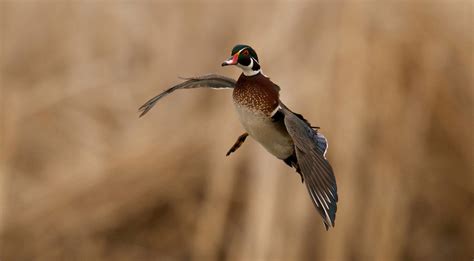 5 Ways to Take More Wood Ducks - Delta Waterfowl