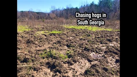 Hog hunting in South Georgia - YouTube