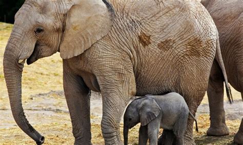 Desde Zoom, transmiten nacimiento de elefante en Puebla — Noticias en ...