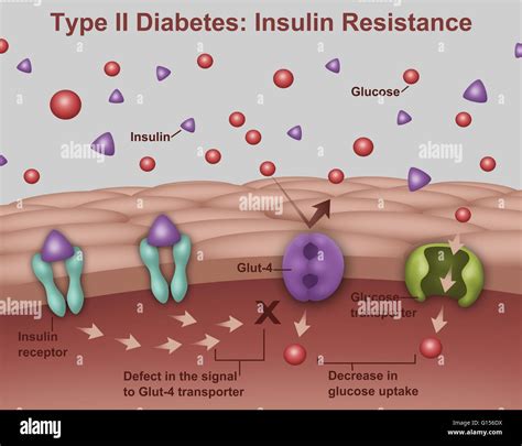 Insulin Diagram