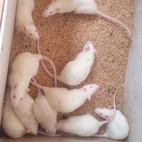 Jual Tikus Putih Sprague Dawley dan Wistar - Kota Bogor - Taufik Rat ...