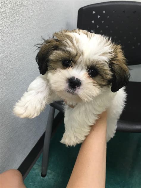 List Of White Maltipoo Puppy Names Ideas - Naturalary