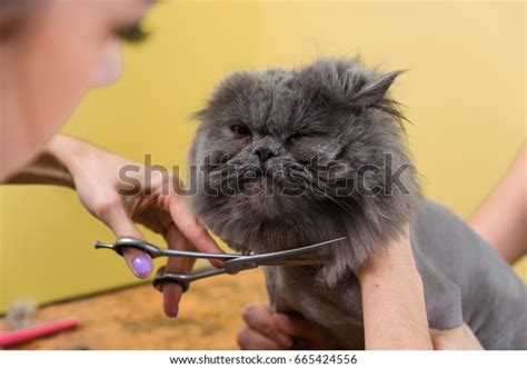 1,809 Persian Cat Grooming Images, Stock Photos & Vectors | Shutterstock