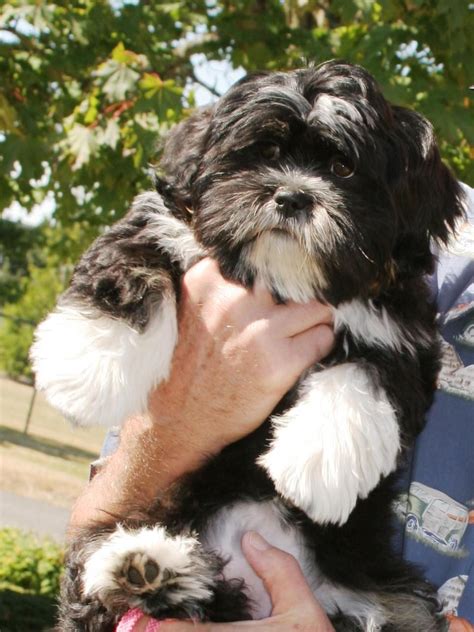 Lhasapoo Puppies For Adoption