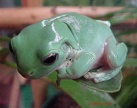 [ベスト] green tree frog 687088-Green tree frog habitat