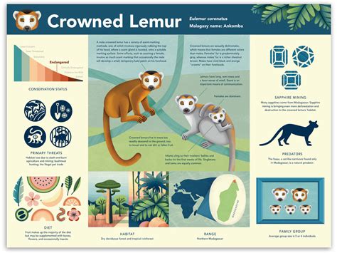 Duke Lemur Center Infographics - Caitlin Hansen