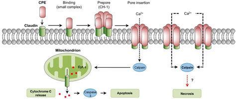 Toxins | Free Full-Text | Mechanisms of Action and Cell Death Associated with Clostridium ...