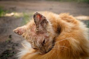 Notoedric Mange in Cats: Signs, Causes & Care (Vet Answer) | Pet Keen