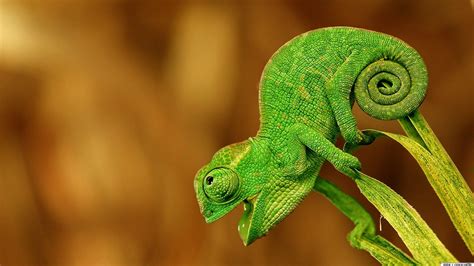 Chameleon Wallpapers - Top Free Chameleon Backgrounds - WallpaperAccess