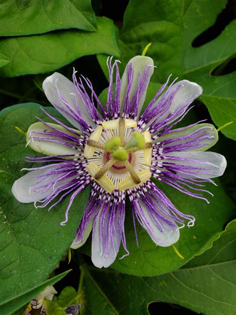 Passiflora incarnata | Snowdrop Farm