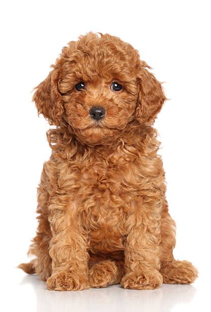 3,600+ Miniature Poodle Stock Photos, Pictures & Royalty-Free Images ...