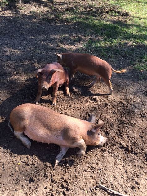 The farm my brother is volunteering at has the cutest pigs. http://ift ...