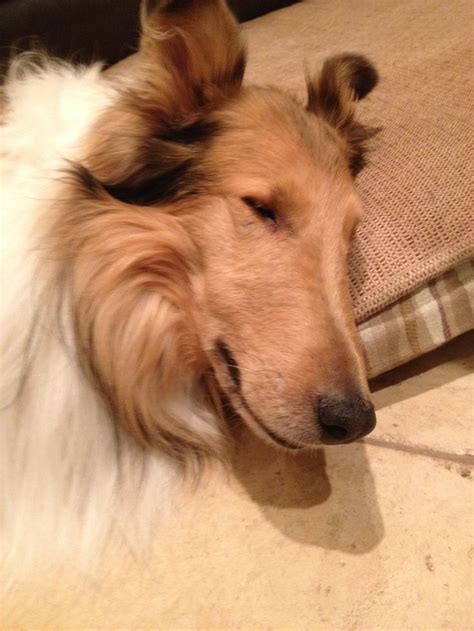 Pin by Judy Connor on Collies my passion | Sheltie dogs, The perfect ...